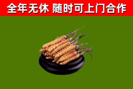武冈回收散虫草